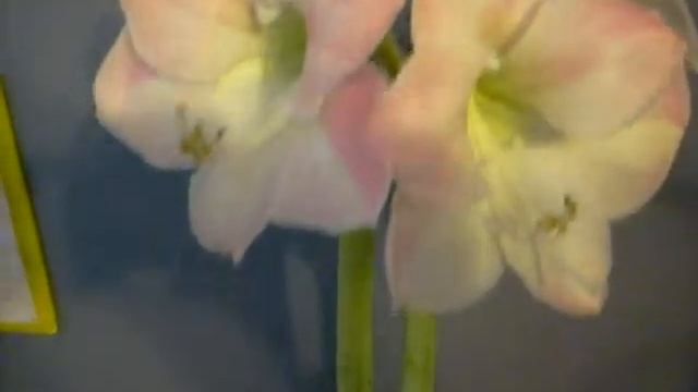 Amaryllis Hippeastrum Caprice смотреть онлайн