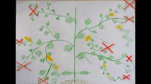 Формировка дыни от А до Я .Схема и практика