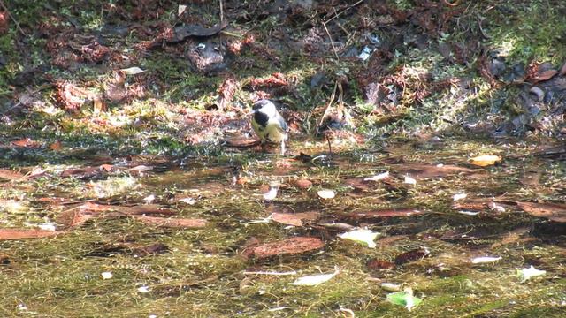 Синицы купаются смотреть онлайн
