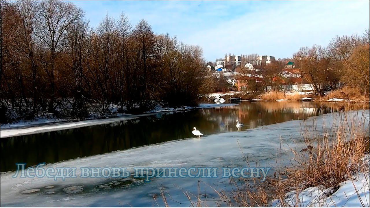 Лебеди в городе