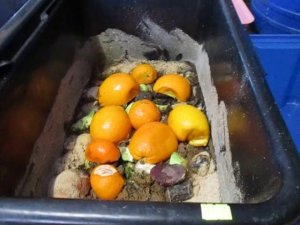 БГВ 15 Чёрная Львинка  Условия для выращивания