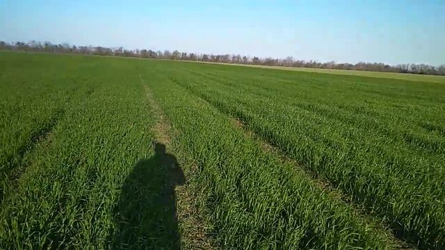 Пшеница,, Таня,, 23 апреля три дня после обработки гербицидом смотреть онлайн