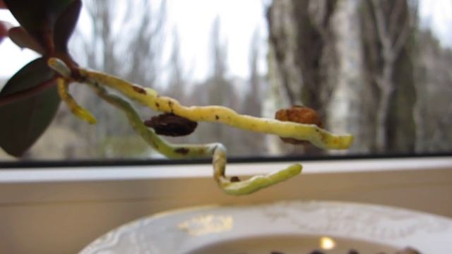 Отделение и посадка детки орхидеи Phalaenopsis Mini 21.11.2013 смотреть онлайн