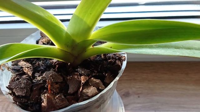 Купила башмачок Ротшильда ( Paphiopedilum Prince Edward of York ) смотреть онлайн