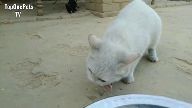 Cats Eating Raw Fish | Cat ASMR Eating Fish | Top One Pets TV смотреть онлайн
