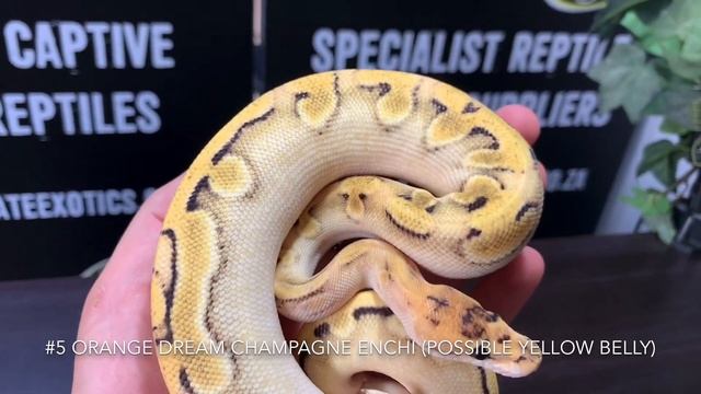 TOP 10 BALL PYTHON HOLDBACKS! смотреть онлайн