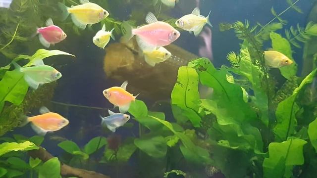 Подводный мир. Аквариумные рыбки тернеция глофиш гурами золотой. Аквариумные растения смотреть онлайн