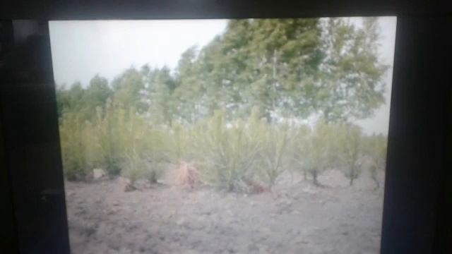 Сажаем лес вместе! смотреть онлайн