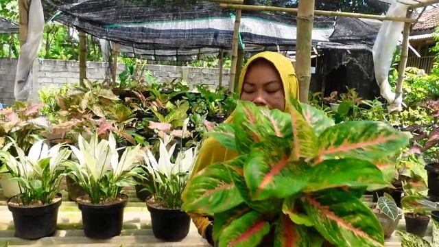 Update harga Tanhias Glowing Warni Warni murce