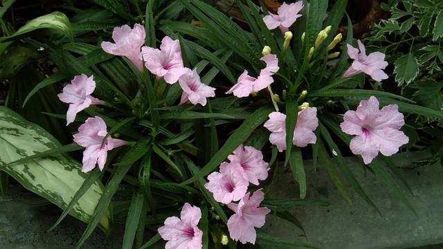 The Mexican Petunia/ Ruellia Simplex/ Best Flowering Plant🌺🌷🌱 এই ফুলৰ বিষয়ে জানো আহকThe