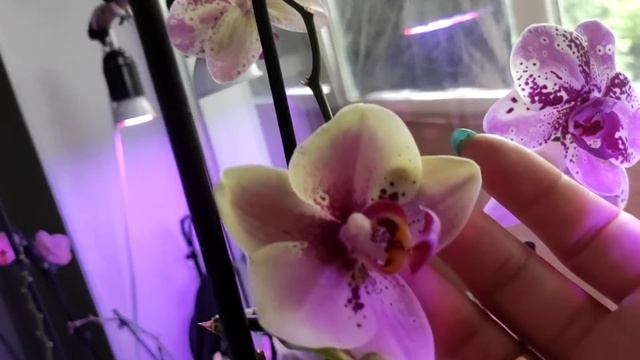 Летнее цветение фронтеры. Жара и сюрпризы фаленопсисов смотреть онлайн