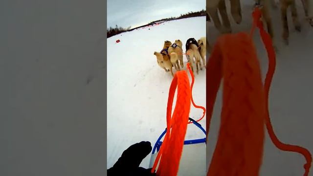 Гонки на собачьих упряжках г.Новый Уренгой,упряжки 2е из четырех лаек,и одна 2 лайки смотреть онлайн