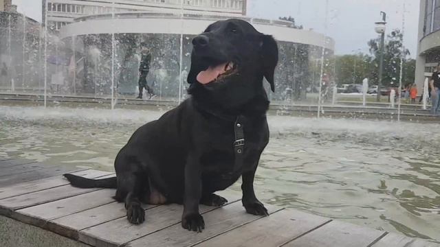 СОБАКА И ФОНТАН В ЖАРУ смотреть онлайн