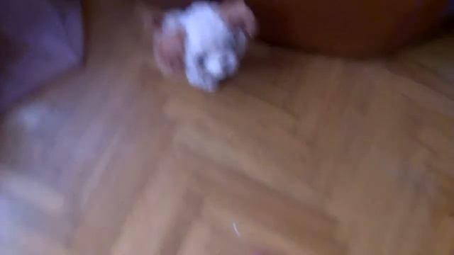 самодельные игрушки для собак смотреть онлайн