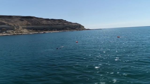 Подводная Охота в Актау на Судака 2019 год смотреть онлайн