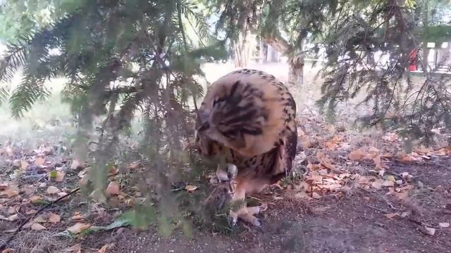 Ёль жрет ель. Сова против дерева смотреть онлайн