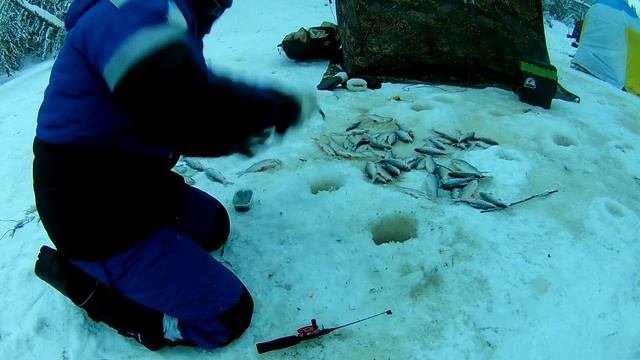 БЕШЕННЫЙ КЛЕВ В МОРОЗ. Зимняя рыбалка 2019-2020 по первому льду. (часть 1). смотреть онлайн