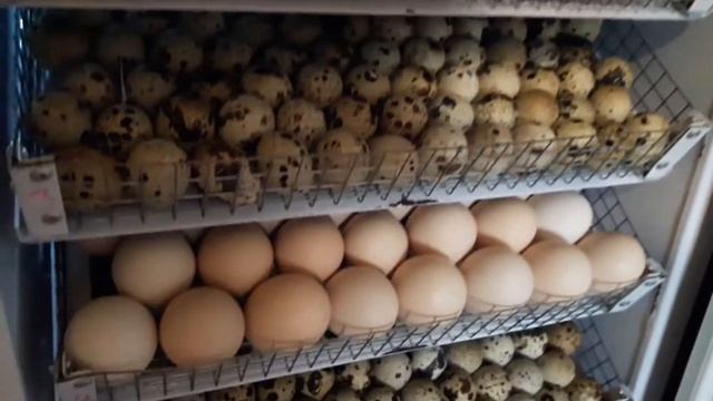 Совместная инкубация перепелиных и куриных яиц/ Инкубатор НЕСТ смотреть онлайн
