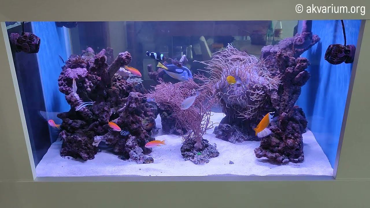 Морской аквариум под ключ 570 литров (5 месяца спустя) смотреть онлайн