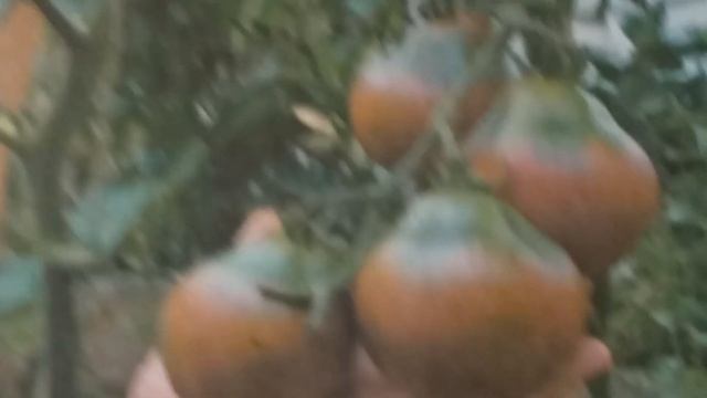 Обзор 45 дневной рассады. Применение монофосфата калия. смотреть онлайн