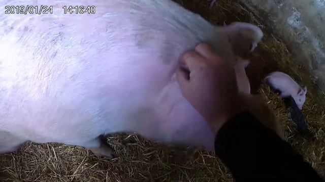 Ловим поросят кастрировать . смотреть онлайн