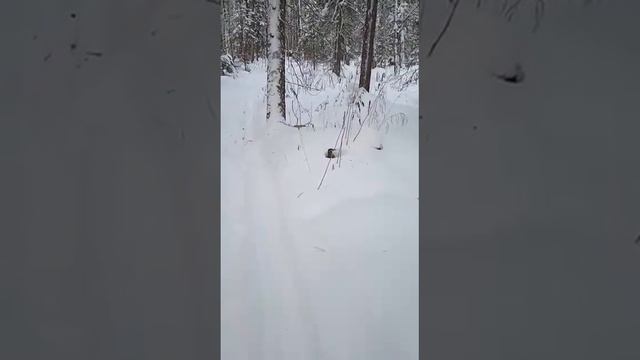 Кедровка в Заповеднике Васюганский смотреть онлайн