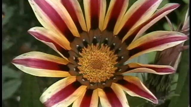 День рождения ЛИЛИ 2011 год 2 смотреть онлайн