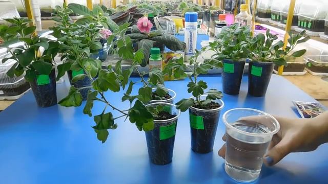 ???ОЧЕНЬ ХОРОШЕЕ УДОБРЕНИЕ ДЛЯ ЦВЕТОВ ! Результат удивил всех ! Большой прирост смотреть онлайн