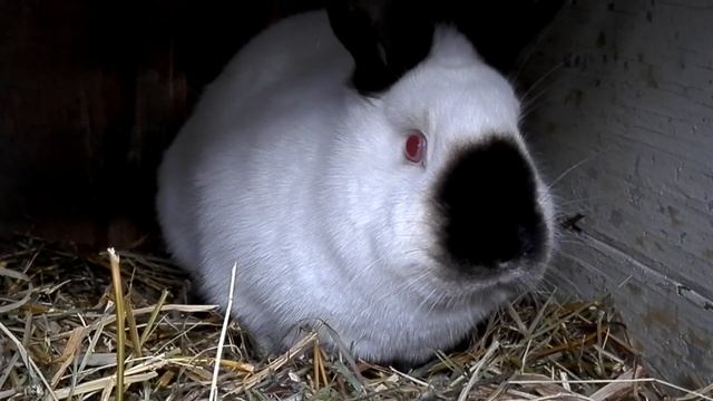Калифорнийские кролики в личном хозяйстве. смотреть онлайн