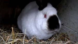 Калифорнийские кролики в личном хозяйстве.