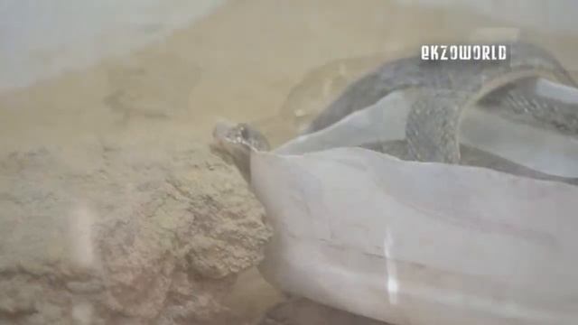 Террариум у бедуинов - Египет смотреть онлайн