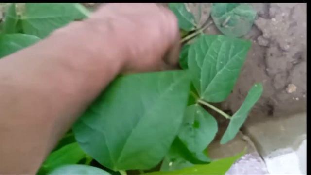How to Harvest Dragon Tongue Beans смотреть онлайн