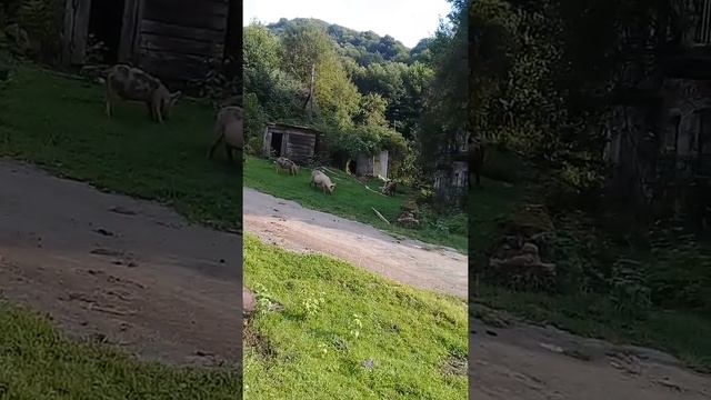 Заброшеный город Абхазия смотреть онлайн