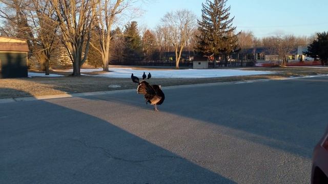Michigan wild turkey showing off смотреть онлайн