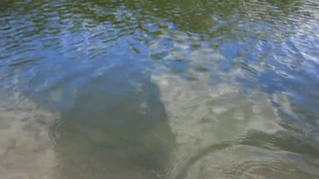 Место для рыбалки - р. Десна, с. Малое Устье, Черниговская область смотреть онлайн