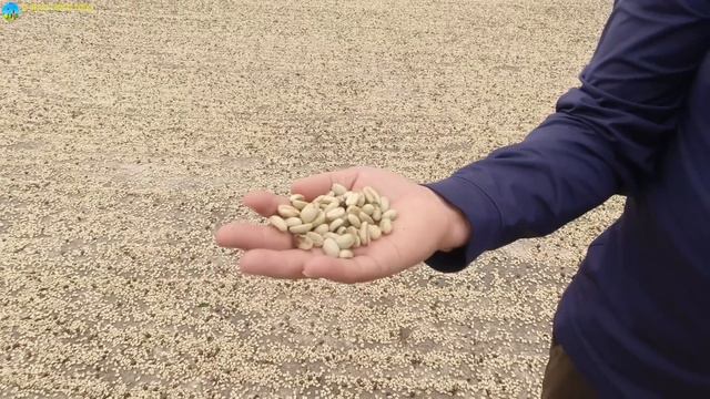 Ruta Jarabacoa Bejucar Y Cerro Prieto,  Conociendo El Proceso Del Cafe Y Conociendo Campos De Rd