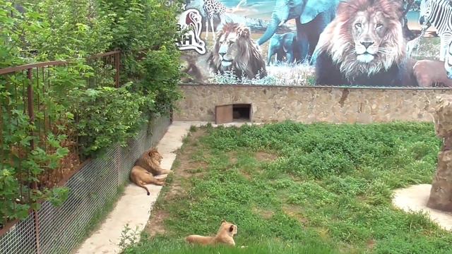 Самсон расцвел в Тайгане! смотреть онлайн
