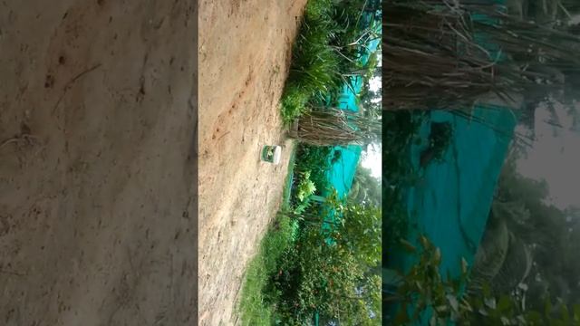 A Butterfly - Learning to Fly | Butterfly Paradise Siem Reap