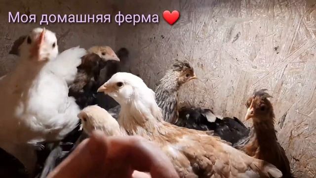 Курица стала мамой в феврале❤?❤#Бресс Гальская смотреть онлайн