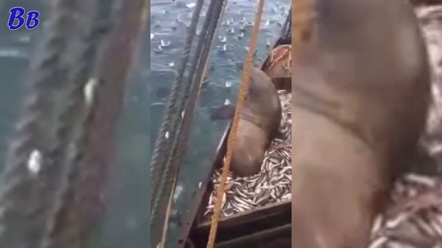 Рыбаки Ловили Рыбу, а поймали Рака... Тральщики Поймали Моржа в Сети смотреть онлайн