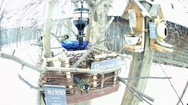 Кормушка для птиц Птичий Двор. Прилетели синицы и воробьи. Птичья кормушка своими руками из бутылки смотреть онлайн