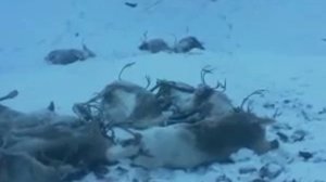 отстрел волков продолжается