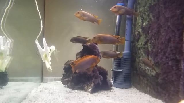 Mouthbrooders iodotropheus sprengerae - feeding смотреть онлайн