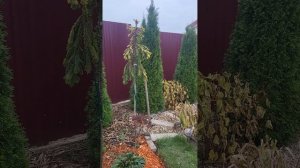 Ель обыкновенная Голд Дрифт. Picea abies gold drift. Садовый дневник. 25.10.23