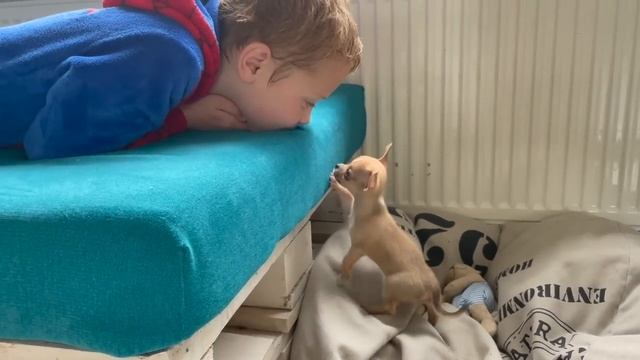 Мини Чихуахуа: первые дни дома. Релакс и антистресс видео смотреть онлайн