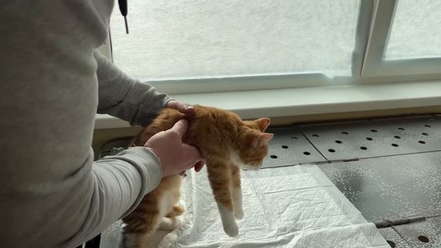 ОДНОГЛАЗЫЙ котенок снова в клинике! смотреть онлайн
