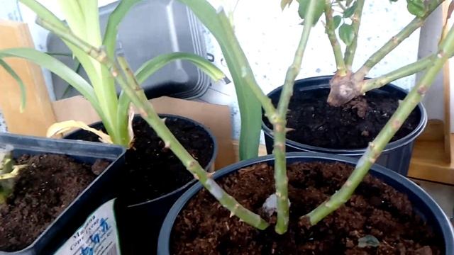 Жизнь роз из коробок на балконе, до посадки в открытый грунт. смотреть онлайн
