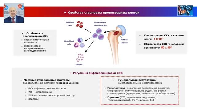 Биология тканей - лекция №7. Клеточные основы кроветворения смотреть онлайн