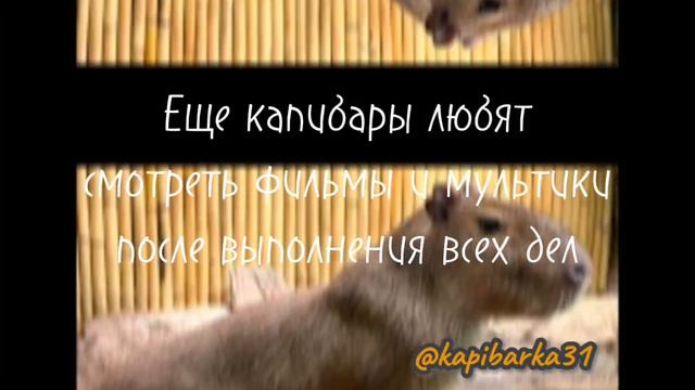КАК ЖИВУТ КАПИБАРЫ ЧАСТЬ 1 смотреть онлайн