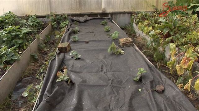 Сентябрьский выход Передачи в "Гостях у дачи " в 2016 году. смотреть онлайн